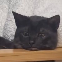 目が人間っぽい猫