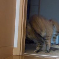 部屋の奥へ駆け出す猫
