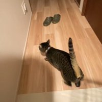 踵を返す猫