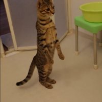背筋を伸ばして立つ猫