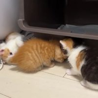寄り添う子猫たち