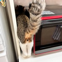 電子レンジと壁の隙間に入る猫