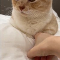 猫の胸元を触っている人