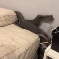 隙間でもがく猫
