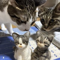 人形に興味津々な2匹