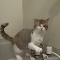 シャワーを浴びる猫