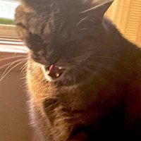 窓辺で威嚇の表情をするキジトラ猫