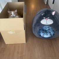 ペットハウスの隣に置いてあるダンボールに入る猫
