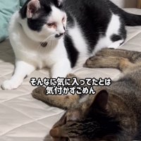 伏せの姿勢になった猫