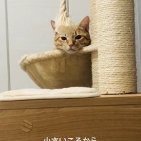 ハンモックでくつろぐ子猫