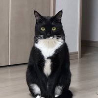 大きくなった猫