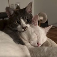 室内にいる猫