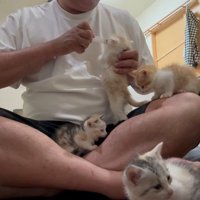 立ち上がってシリンジをくわえる子猫、飼い主さんの足の間であくびをする子猫、足の上と床に座る子猫たち