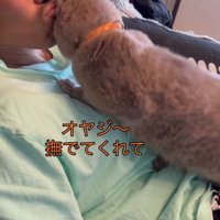 飼い主のあごに頭をぶつけている体勢を低くした猫