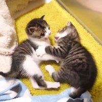 ニャンプロ