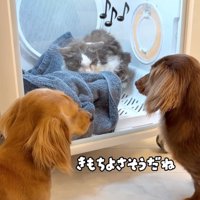 乾かす猫
