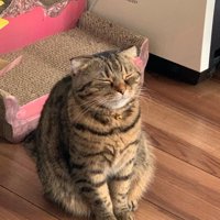 座ったまま寝る猫