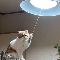 電気のスイッチのヒモを前足で掴む猫