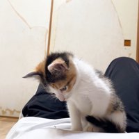見下ろし子猫