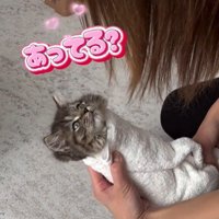 タオルで巻かれている子猫