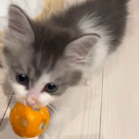 飼い主の目の前に来たわさびくん