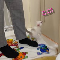 ここ！
