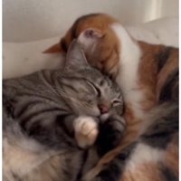 寄り添う猫たち