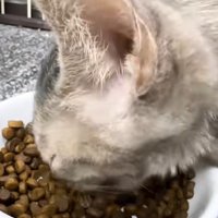 食べる猫