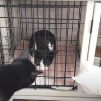 ケージの中の猫と外にいる2匹の猫たち