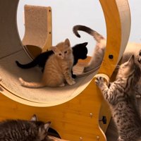 ホイールに乗る2匹と群がる3匹