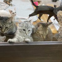 猫たちがご飯を待ってドアから覗いている様子