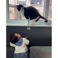 猫と赤ちゃん
