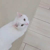 飼い主を見上げながら歩く猫％