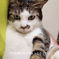 抱っこされ前を見る猫