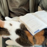 手を引いた男の子の手に前足を伸ばす猫