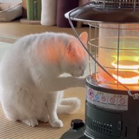 毛づくろいする猫の写真1