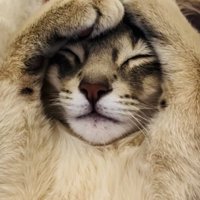 毛布の上で眠るアビシニアン