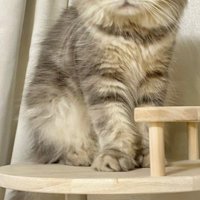 キャットタワーに乗る猫の体部分のみ