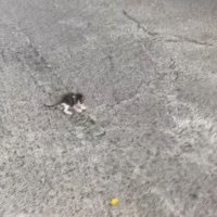 道路にいる子猫1