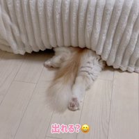 ベッドの下に隠れる猫