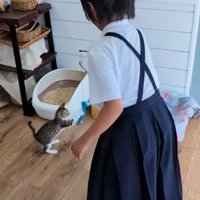 おもちゃで遊ぶ子猫