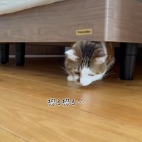 ベッドの下に隠れておやつを食べる猫
