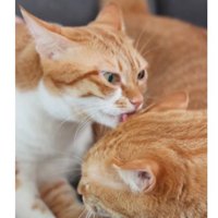 室内にいる猫たち