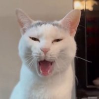 あくびする猫の顔アップ