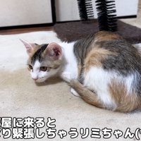 小さくなる子猫