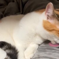 毛布を舐める猫2