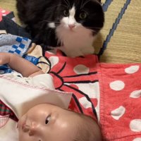 赤ちゃんを近くで見守る猫
