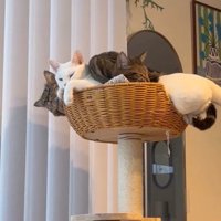 キャットタワーにいる猫