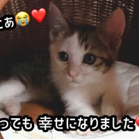 猫ハウスの中にいる子猫