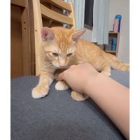 椅子の上の猫